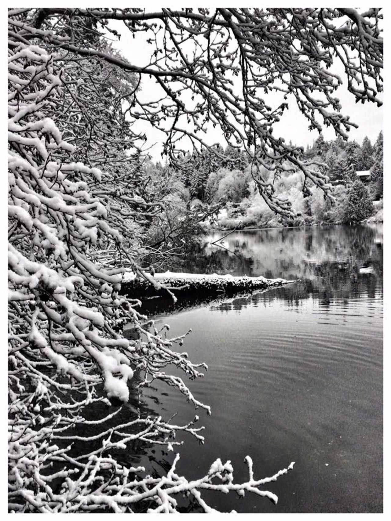 Snowbound Bainbridge — our favorite photos from the blizzard GALLERY