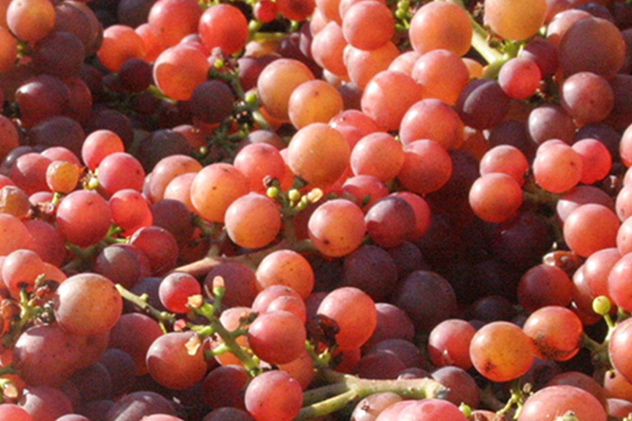 Bainbridge Vineyards marks 40th year of grape growing on Bainbridge Island
