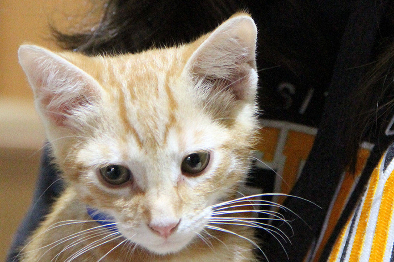 Cat adoption event goes fast and furry-ous