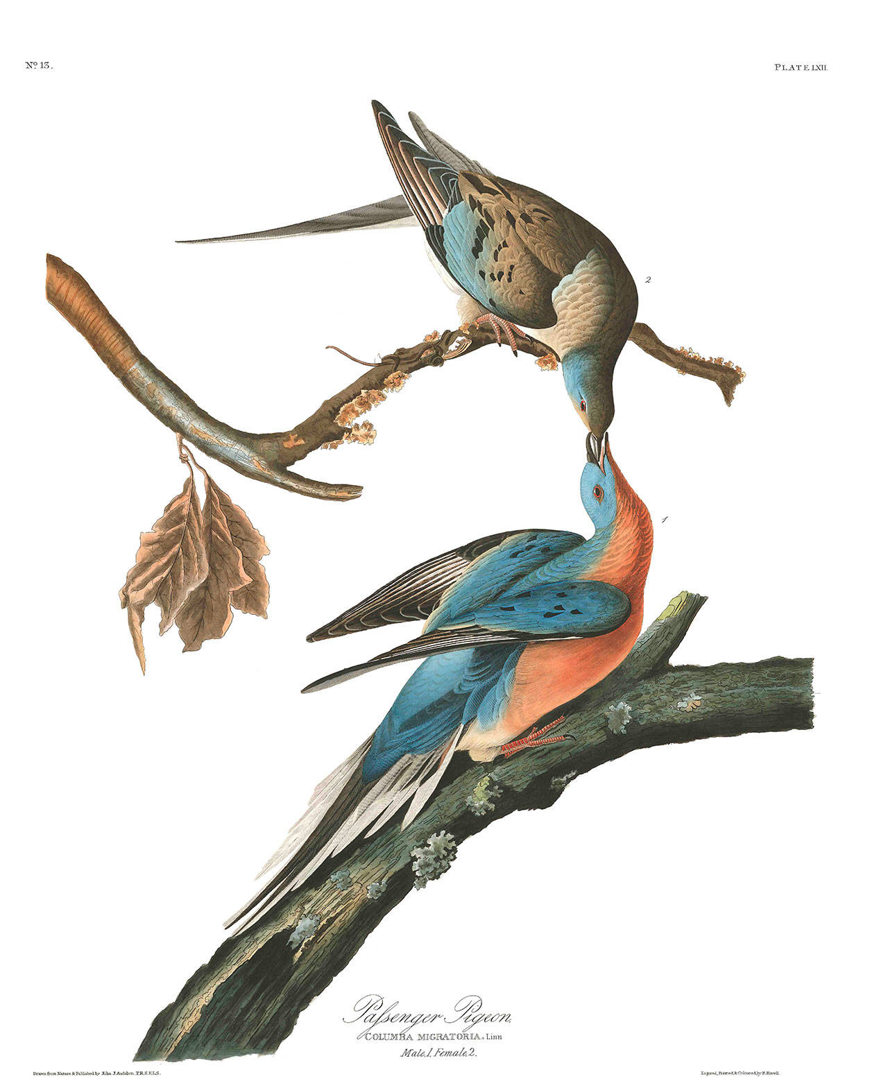 John James Audubon painting of extinct Passenger Pigeon. (Courtesy John James Audubon Center at Mill Grove, Audubon, PA, and the Montgomery County, PA, Audubon.)