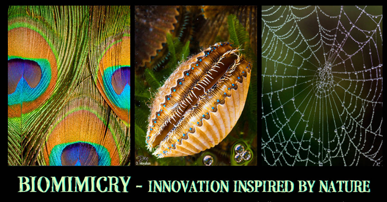 Biomimicry is the topic at next Kitsap Audubon meeting