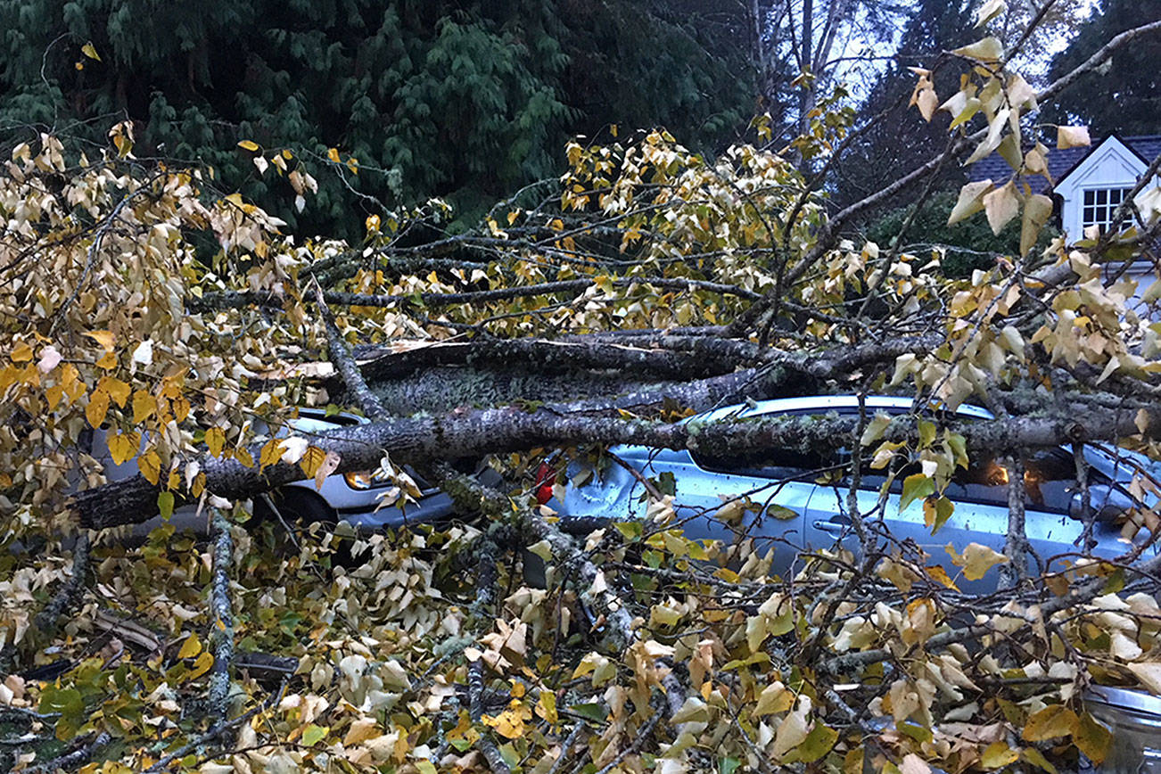 UPDATE | Falling tree smashes two cars, but no one injured