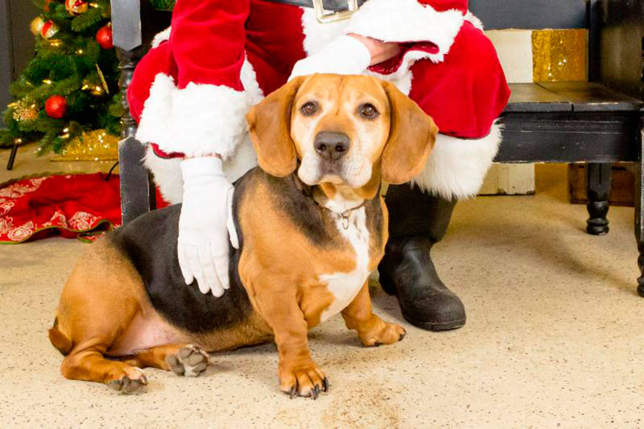 Santa Paws is coming to town