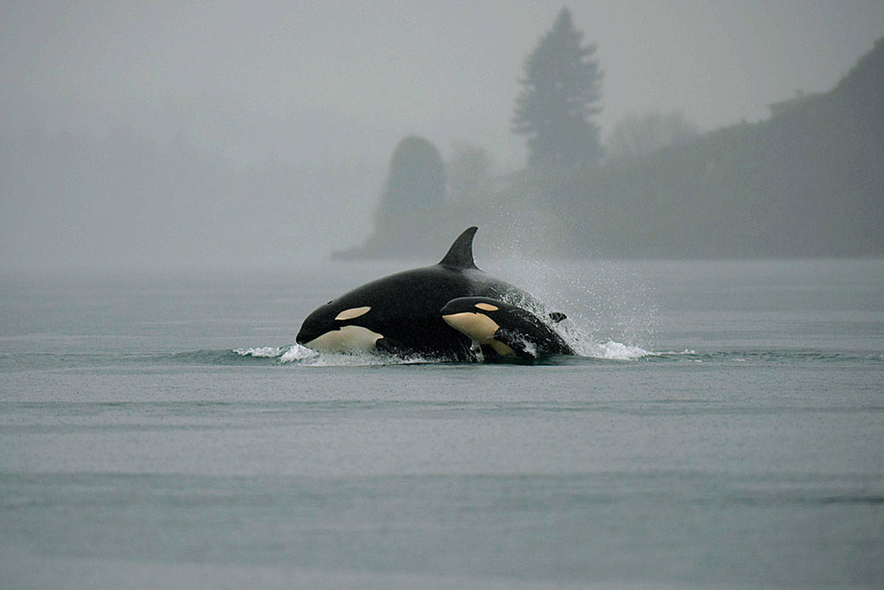 Puget Sound orcas surface near Tacoma. (Photo by Mike Charest | Flickr)