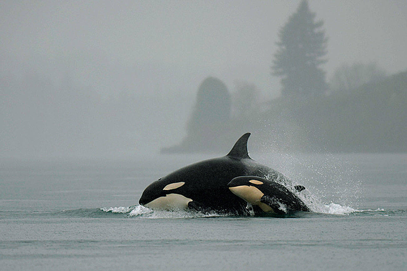 Orca Protection Act aims to protect Pacific Northwest’s iconic whales | 2018 Legislative Session
