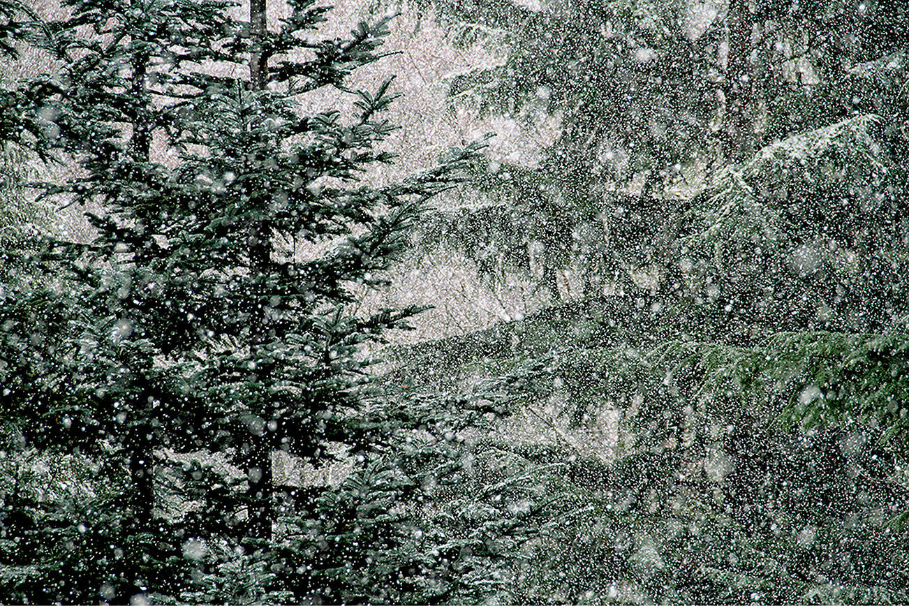 Snow falling on Bainbridge Photo of the day 2.18 Bainbridge Island