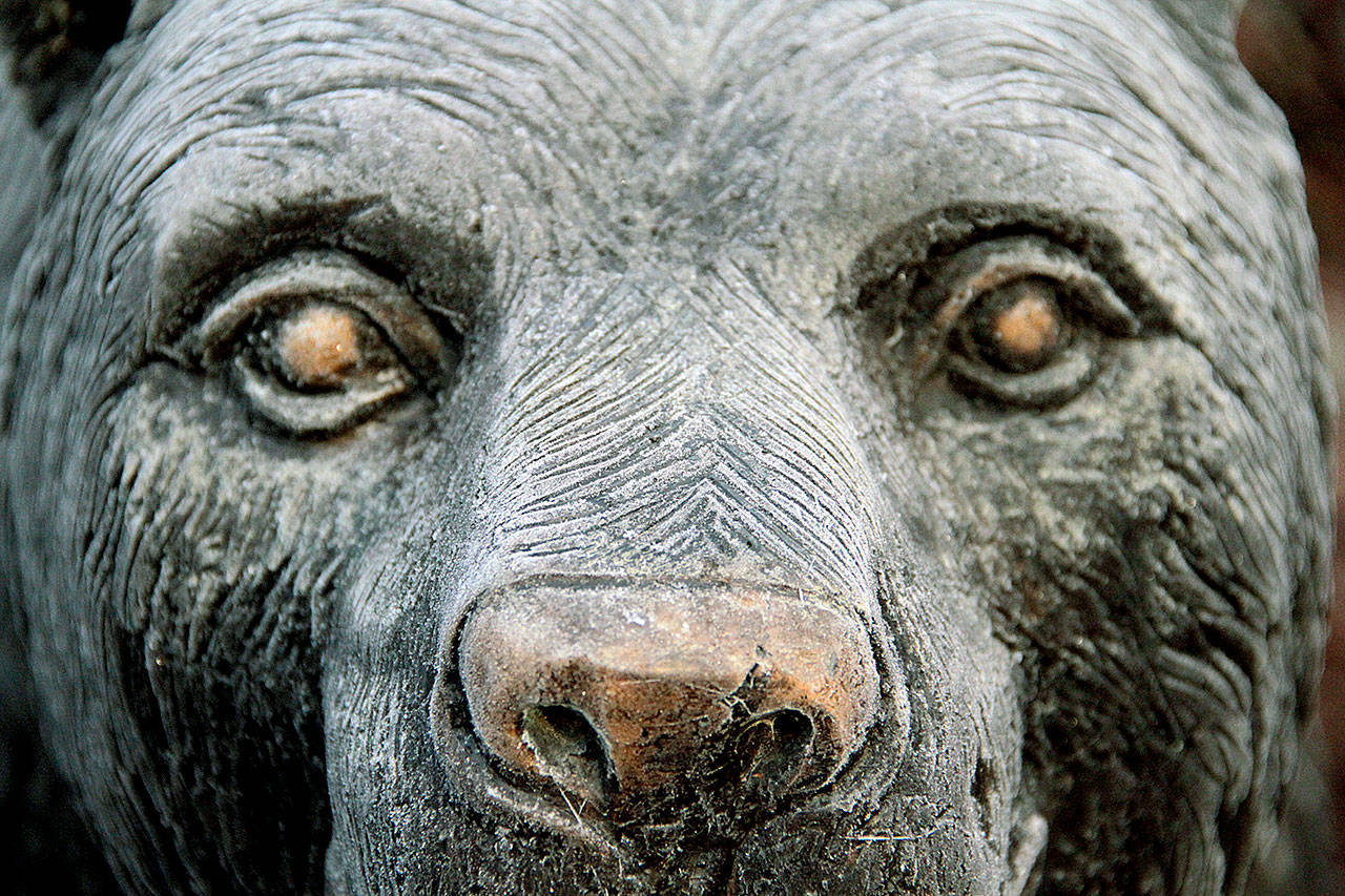 The rare ice bear of Bainbridge | Photo of the day 2.21