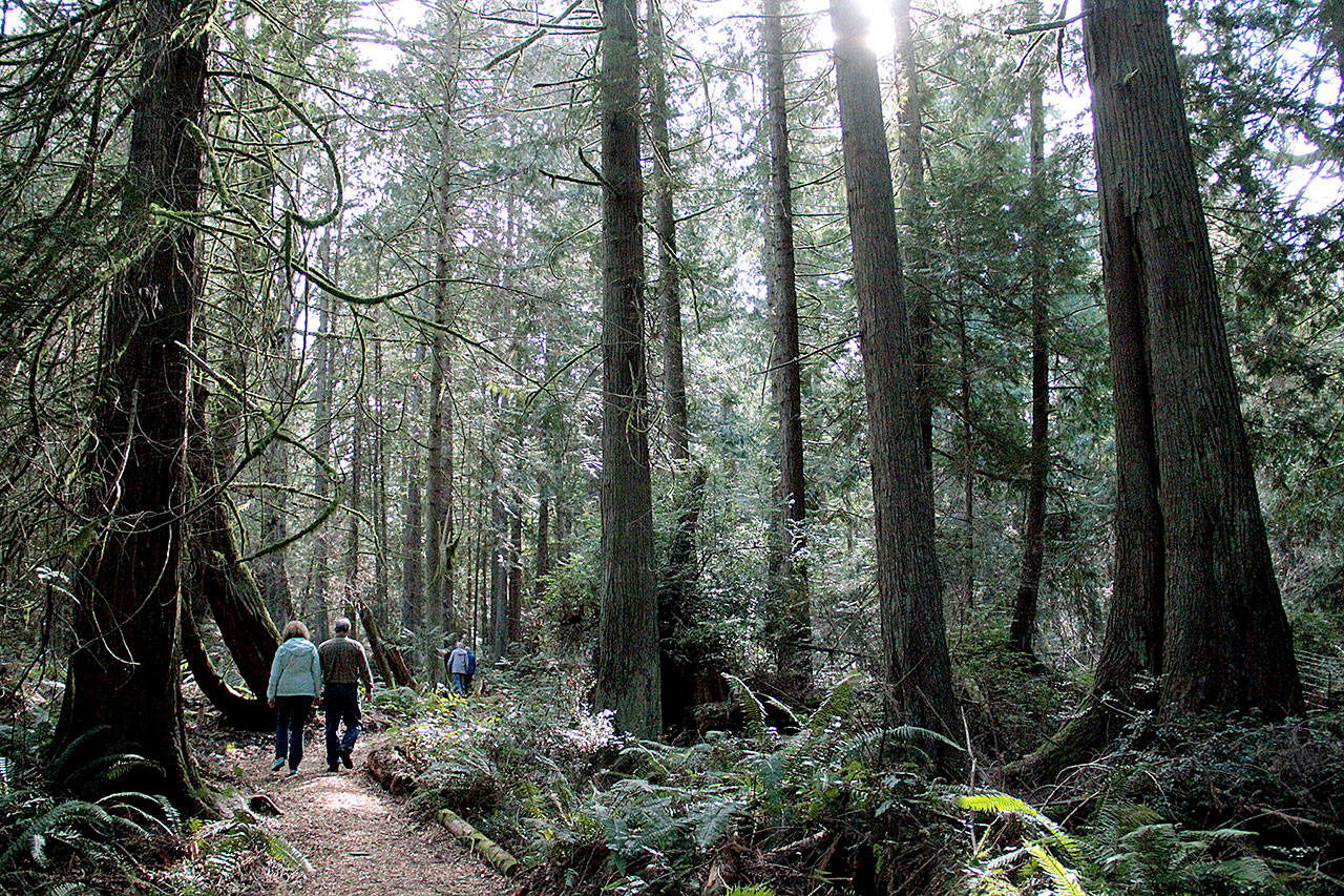 Bainbridge’s newest trail has debut | Photo of the day 3.18