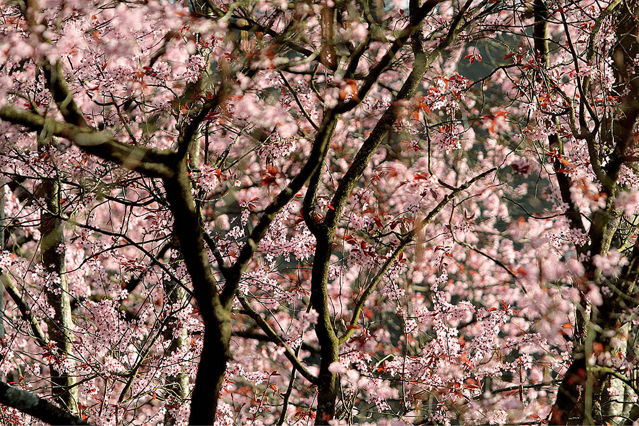 Sunshine and cherry blossoms | Photo of the day 3.24
