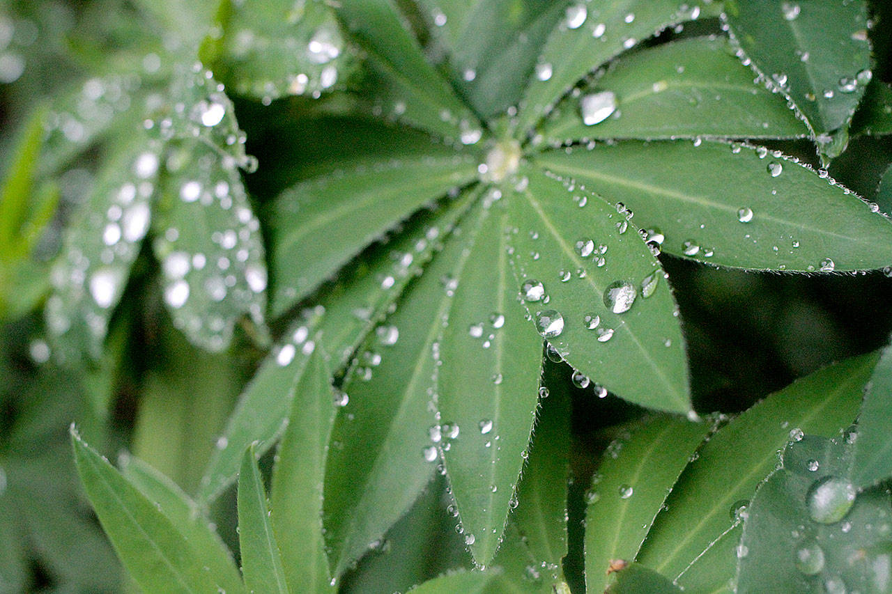 Lupin raindrops | Photo of the day 6.14