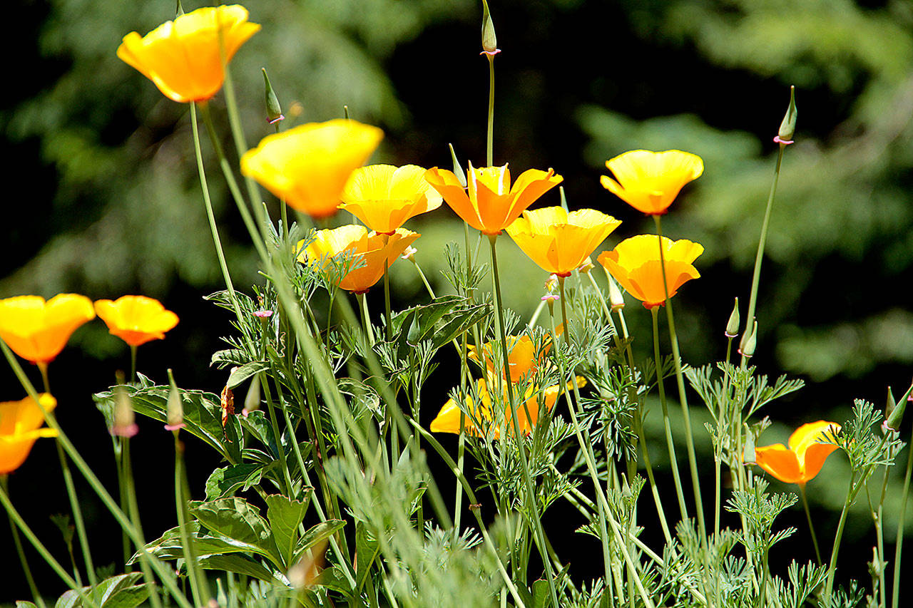 Happy poppies | Photo of the day 6.15