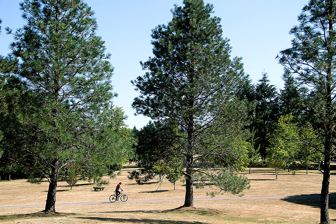 Pedaling through the pines | Photo of the day 7.16
