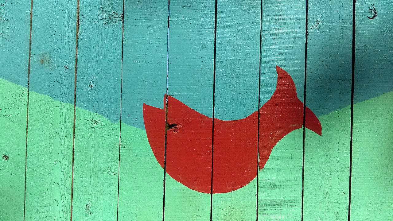 Fish on the fence | Photo of the day 8.8
