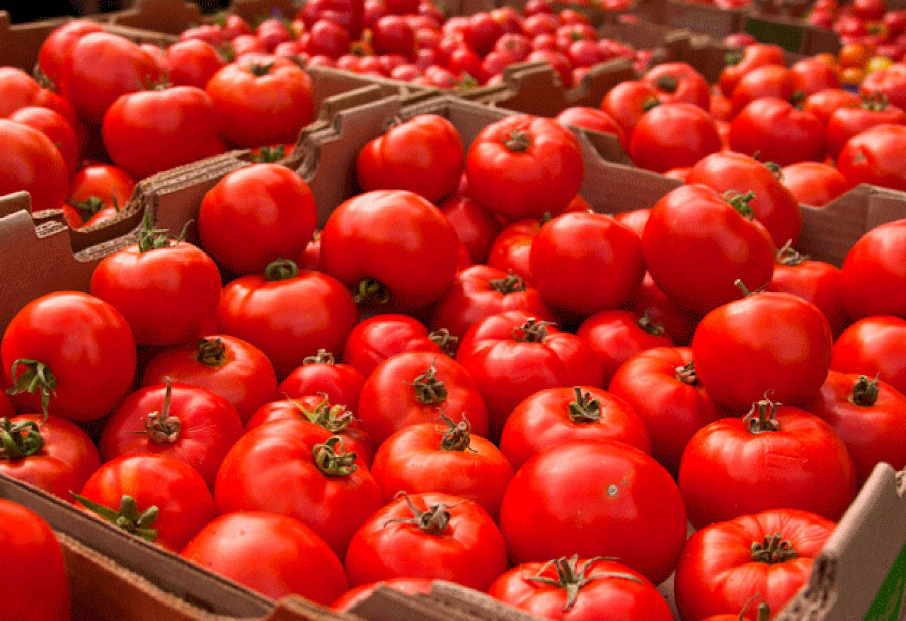 Tomato Taste Off returns to BI farmers market