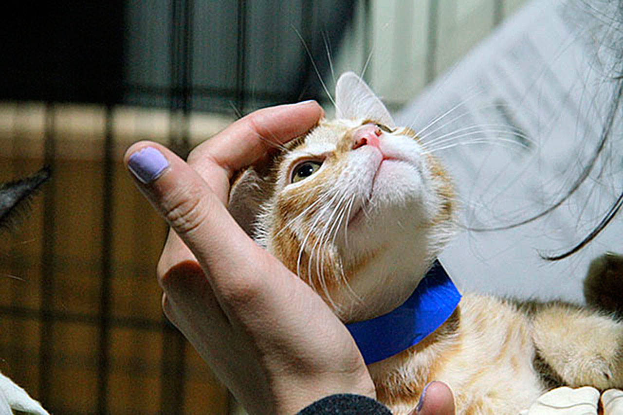 ‘Kitty hall’ adoption event comes to Bainbridge Island