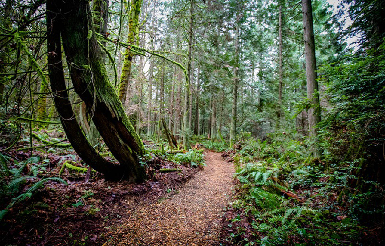 The Bainbridge Island Parks Foundation is hosting a “Trails Open House” event from 10 a.m. to 1 p.m. Saturday, Sept. 29 at the Prue’s House cabin (at Grand Forest Hilltop). (Photo courtesy of the Bainbridge Island Parks Foundation)