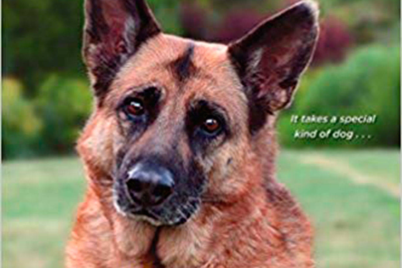 Healing justice: Island author launches latest pet-centric novel