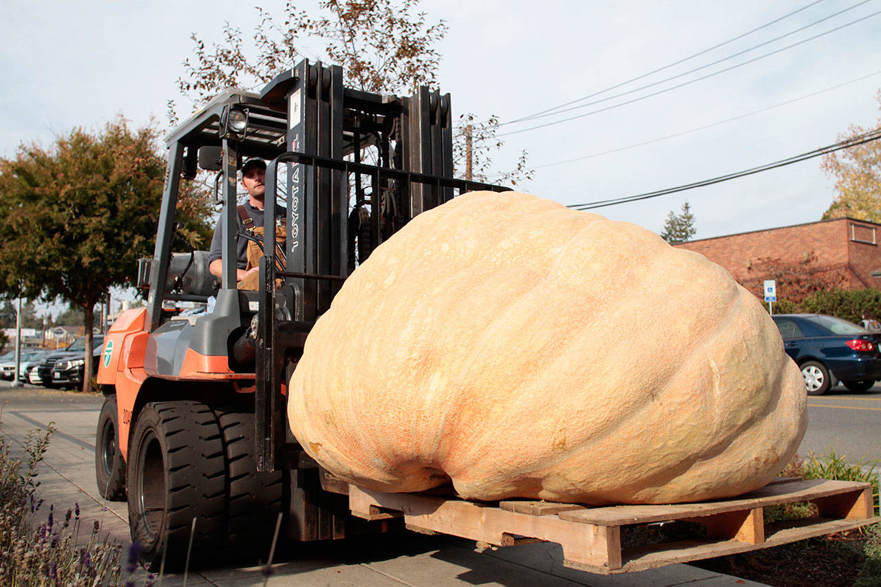 Luciano Marano | Bainbridge Island Review - The latest semi-annual giant pumpkin, tipping the scales at a whopping 1,339.5 pounds, was delivered to the downtown Winslow Johansson Clark Real Estate office Tuesday.