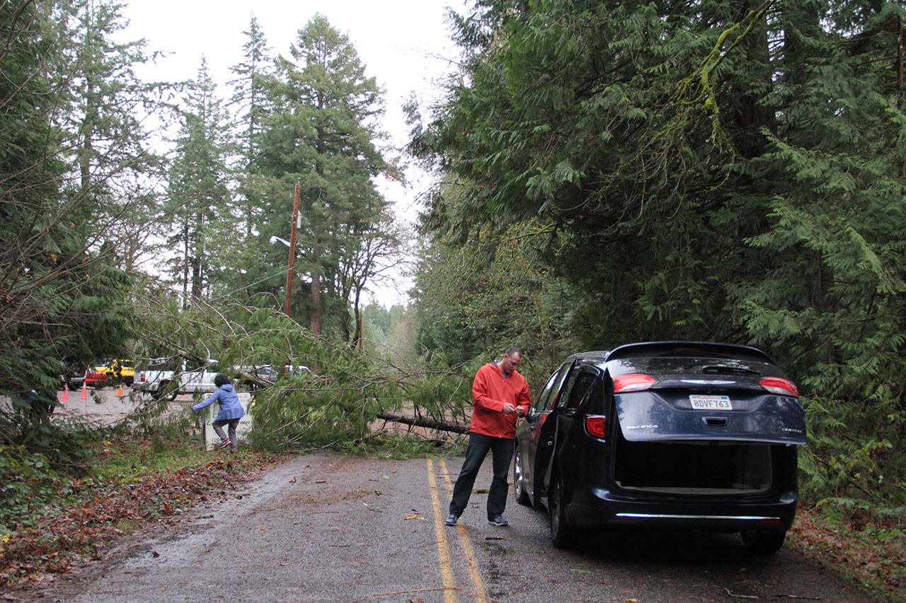 A family visiting Bainbridge Island finds the street at Seabold Church Road closed due to a fallen tree Thursday afternoon. (Brian Kelly | Bainbridge Island Review)