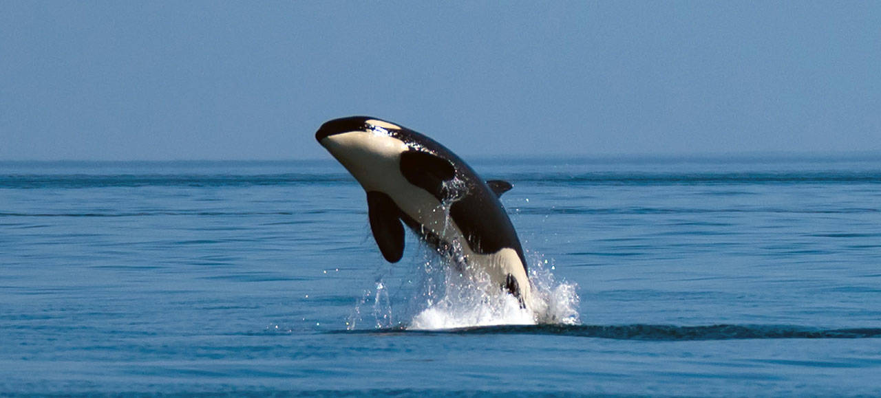 Puget Sound’s southern resident orca population has dropped to just 74 individuals. The Southern Resident Orca Task Force aims to increase it to 84 over the next decade. (Photo by Ken Rea, SpiritofOrca.com, courtesy of Washington State Department of Fish & Wildlife)