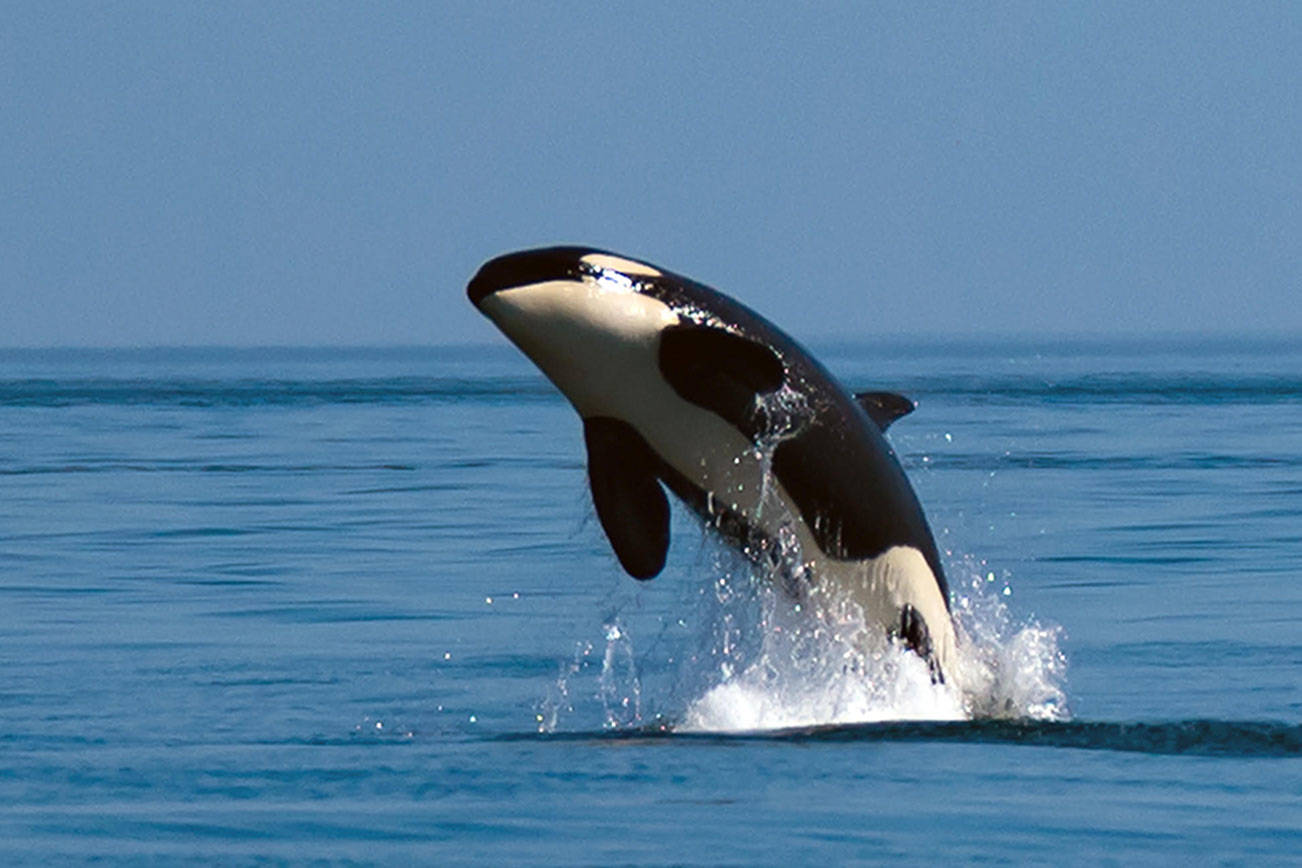 Lawmakers scramble to save Puget Sound orcas | 2019 Legislative Session
