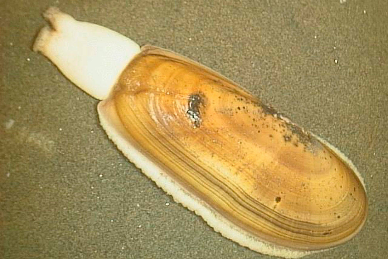 Lawmakers consider special honor for a clam | 2019 Legislative Session