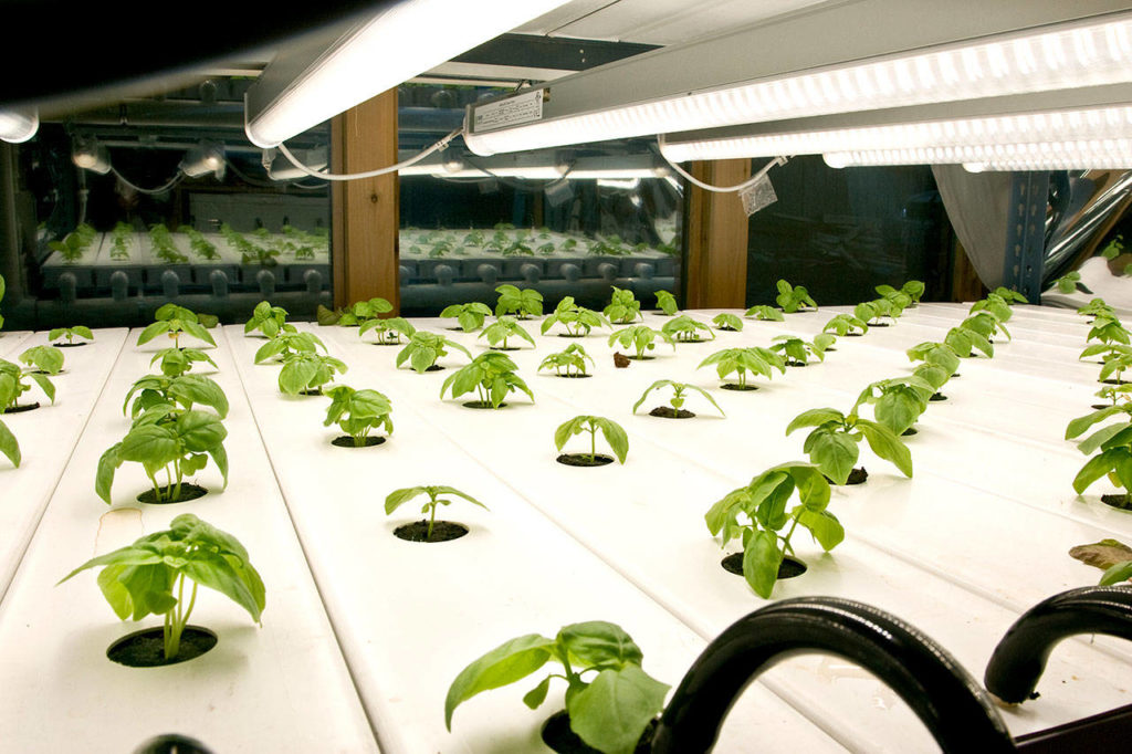 City leases land to hydroponic farming enterprise Bainbridge Island