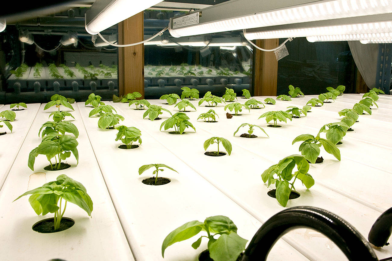 City leases land to hydroponic farming enterprise