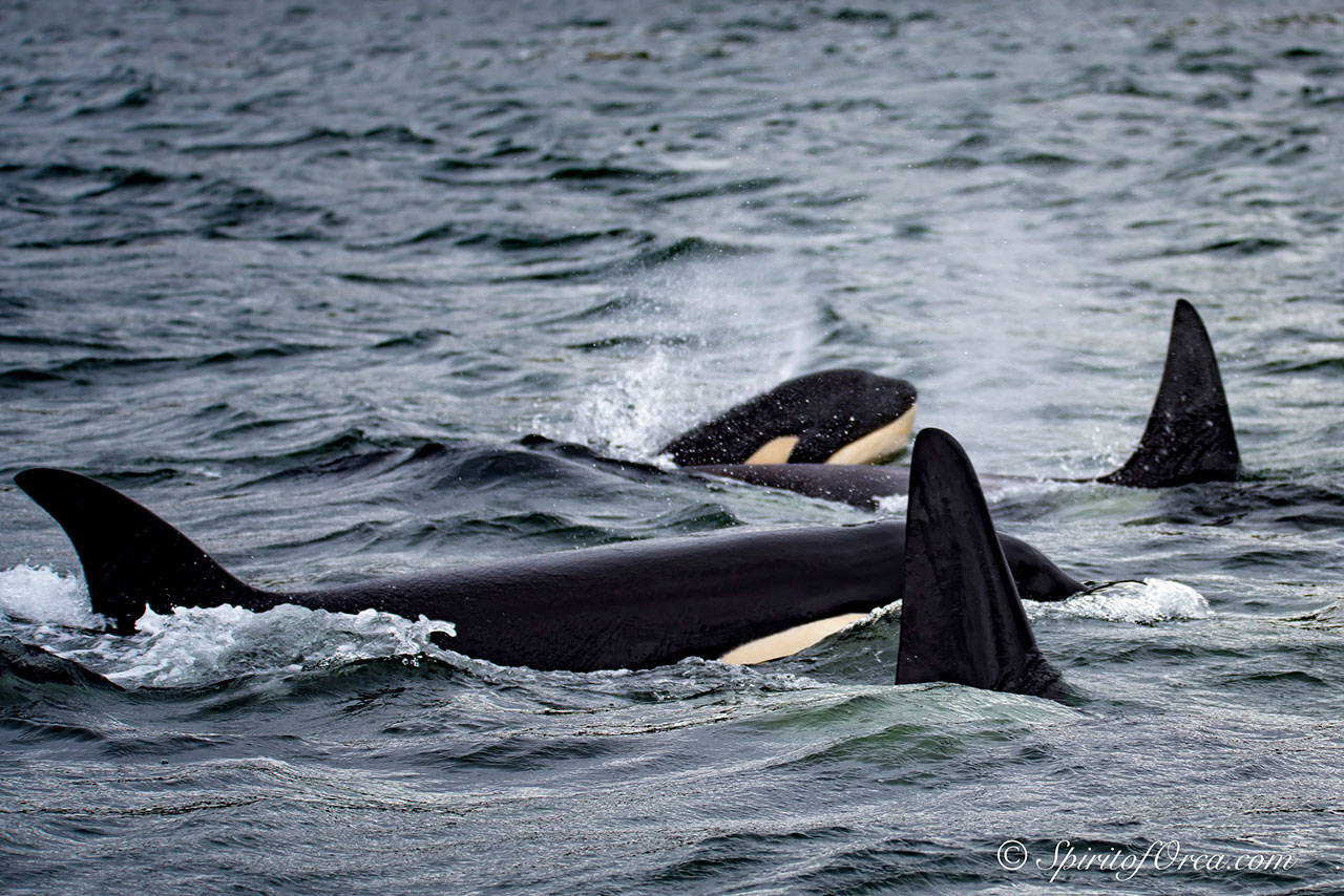 Puget Sound’s southern resident orcas, who use echo-location to find food, would be protected by a new speed limit for vessels approaching the endangered species. (Photo by Ken Rea, SpiritofOrca.com)