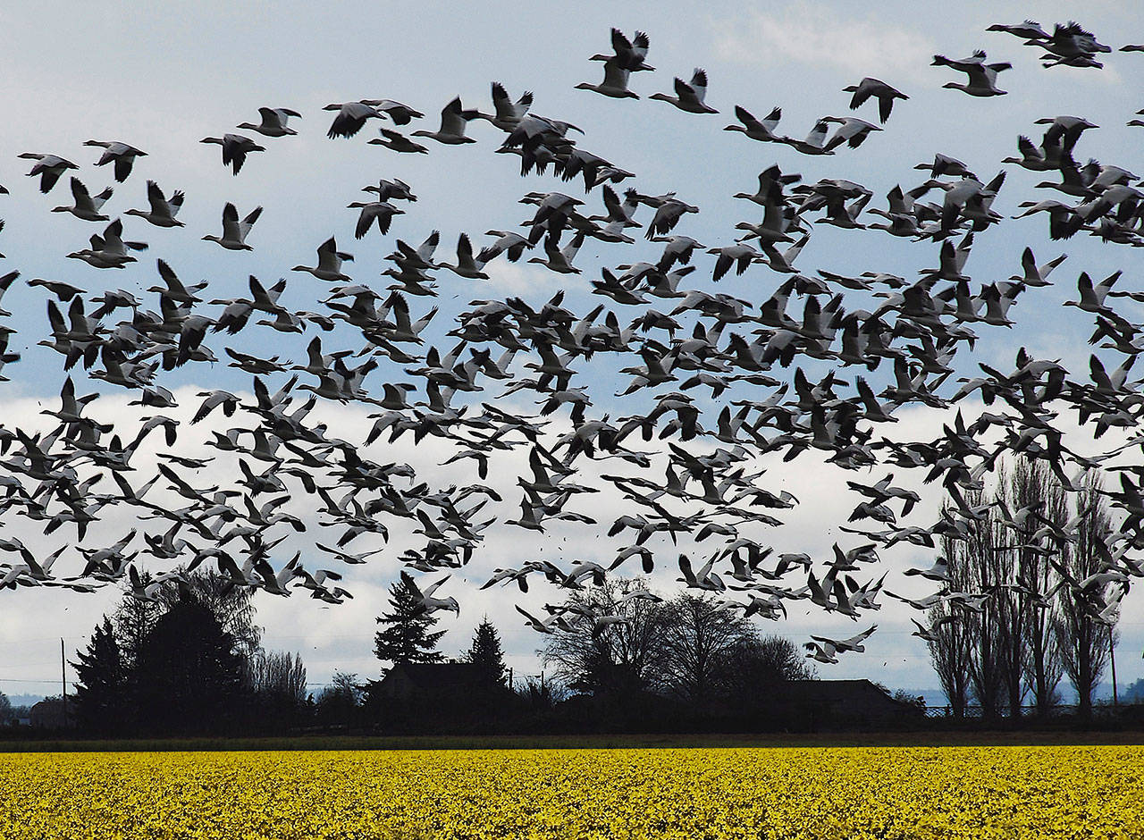 Jerry Young photo | “The Snow Geese,” by Jerry Young, one of 14 photographers participating in this year’s Ars Poetica exhibition at the Bainbridge Public Library.