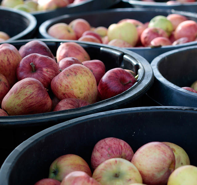 Apples at Johnson Farm. (Luciano Marano | Bainbridge Island Review)
