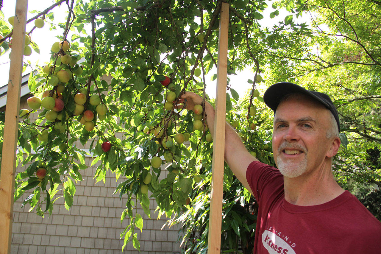 Darren Murphy shows a plum-packed fruit tree, one of nearly 50 fruit trees in his small Bainbridge garden. (Brian Kelly | Bainbridge Island Review)