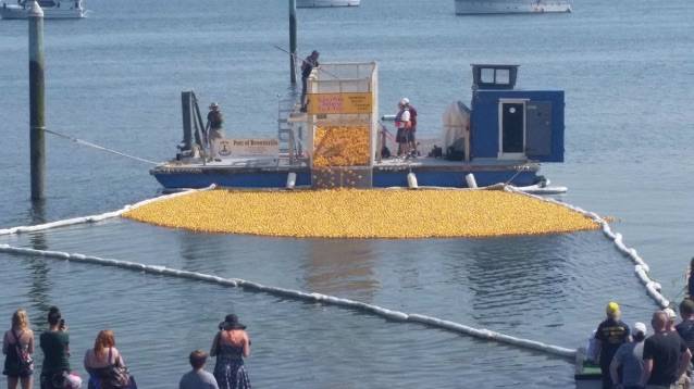 The big batch of yellow plastic quakers are ready to race during an earlier Silverdale Rotary Duck Race at Whaling Days.