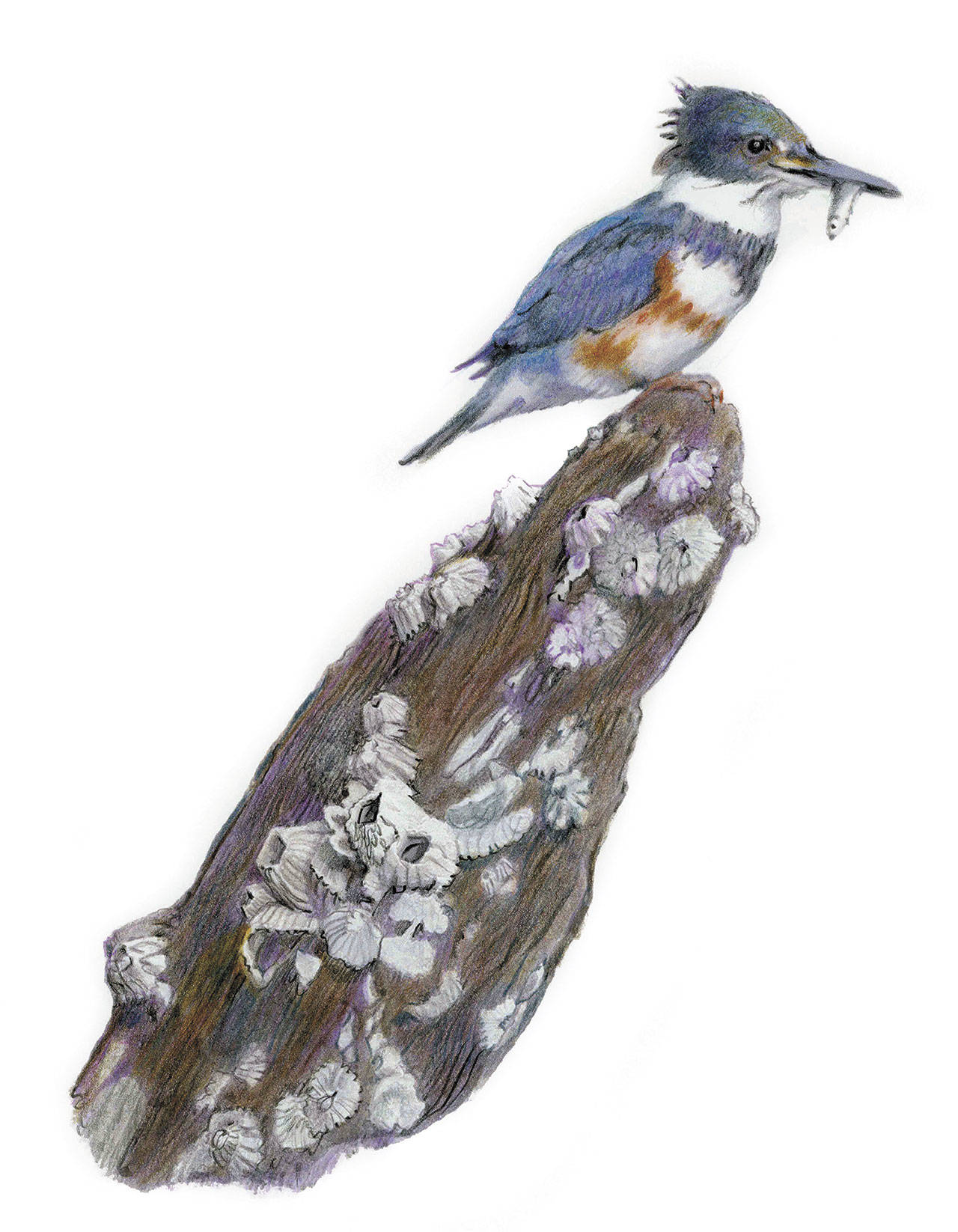 Image courtesy of Cameron Snow                                Cameron Snow’s “Kingfisher.” The artist’s work will be on display, along with photographs from Paul Brians, at the Bainbridge Public Library in August.