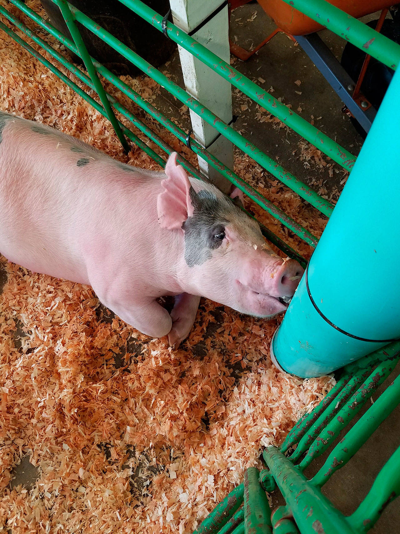 Pigs will be on display at the Kitsap 4-H club exhibit. (Photo courtesy Katrina Bastian)