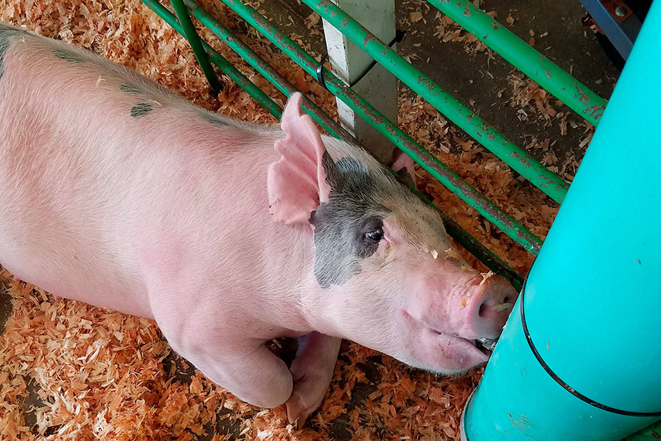This little piggy went to the fair: Kitsap 4-H Club prepares for exhibits at County Fair | KITSAP COUNTY FAIR