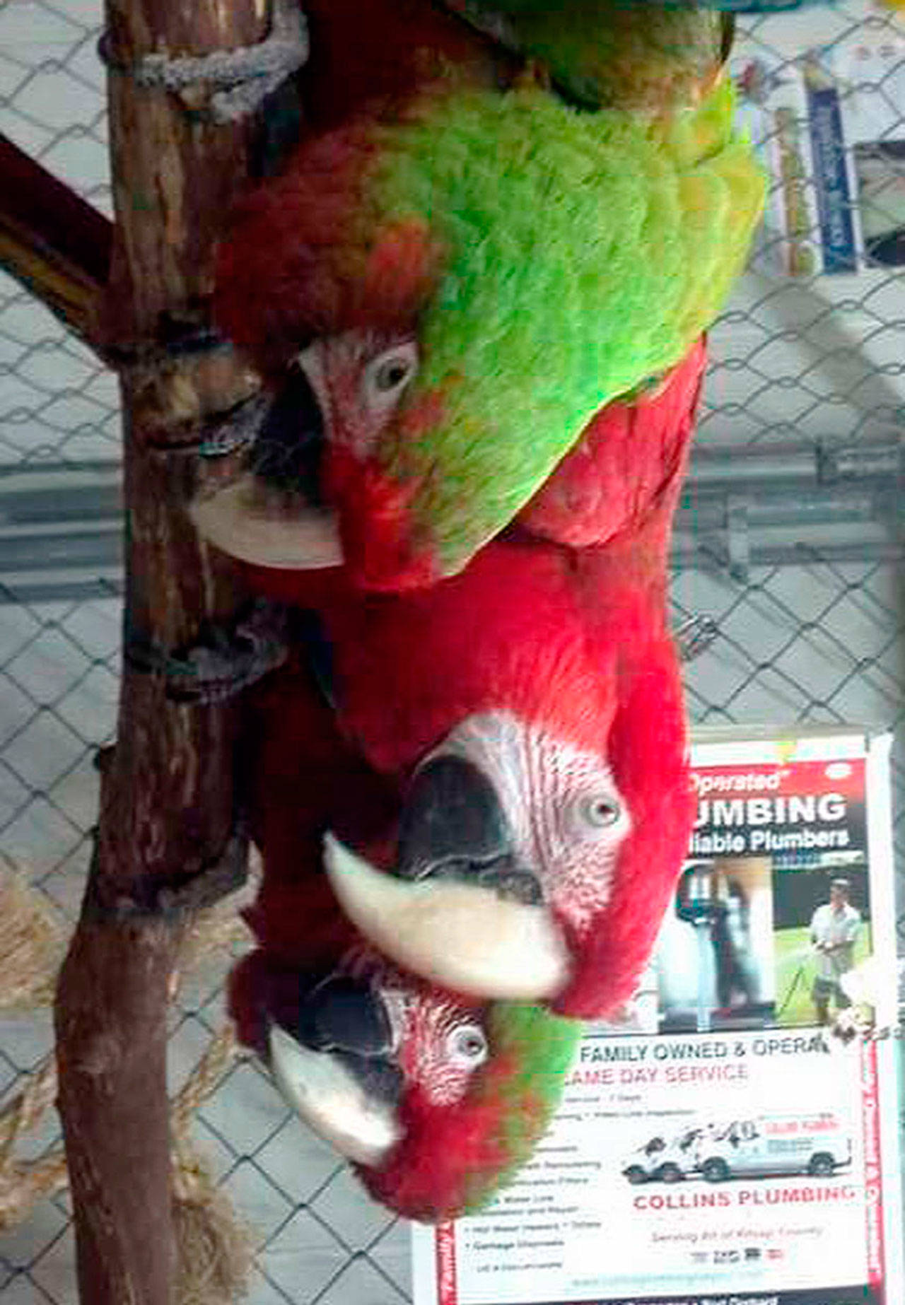 Robert Zollna/staff photo                                A scarlet macaw is bookended by two red-and-green macaws at the Olympic Bird Fanciers booth.