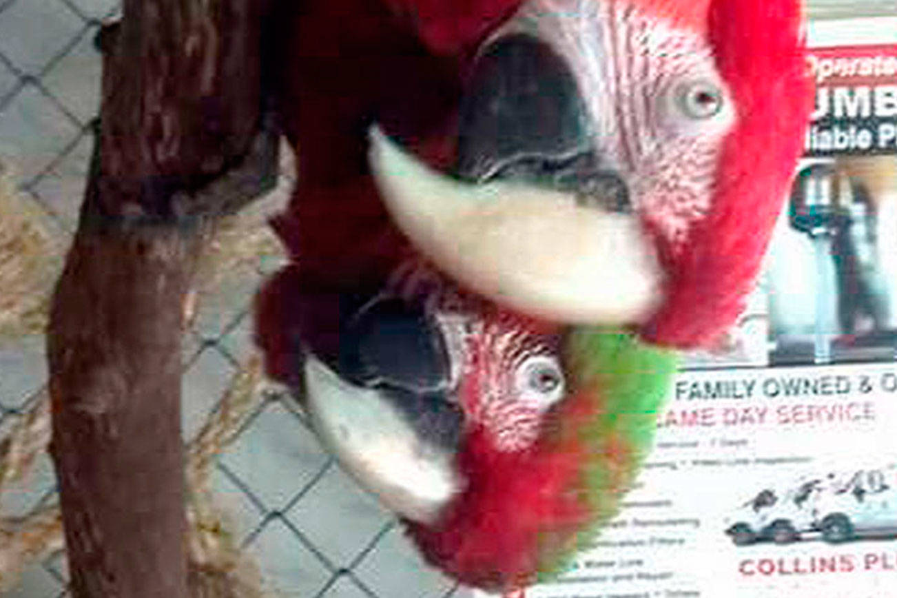 Pouty or not, parrot owners wouldn’t live without them | KITSAP COUNTY FAIR