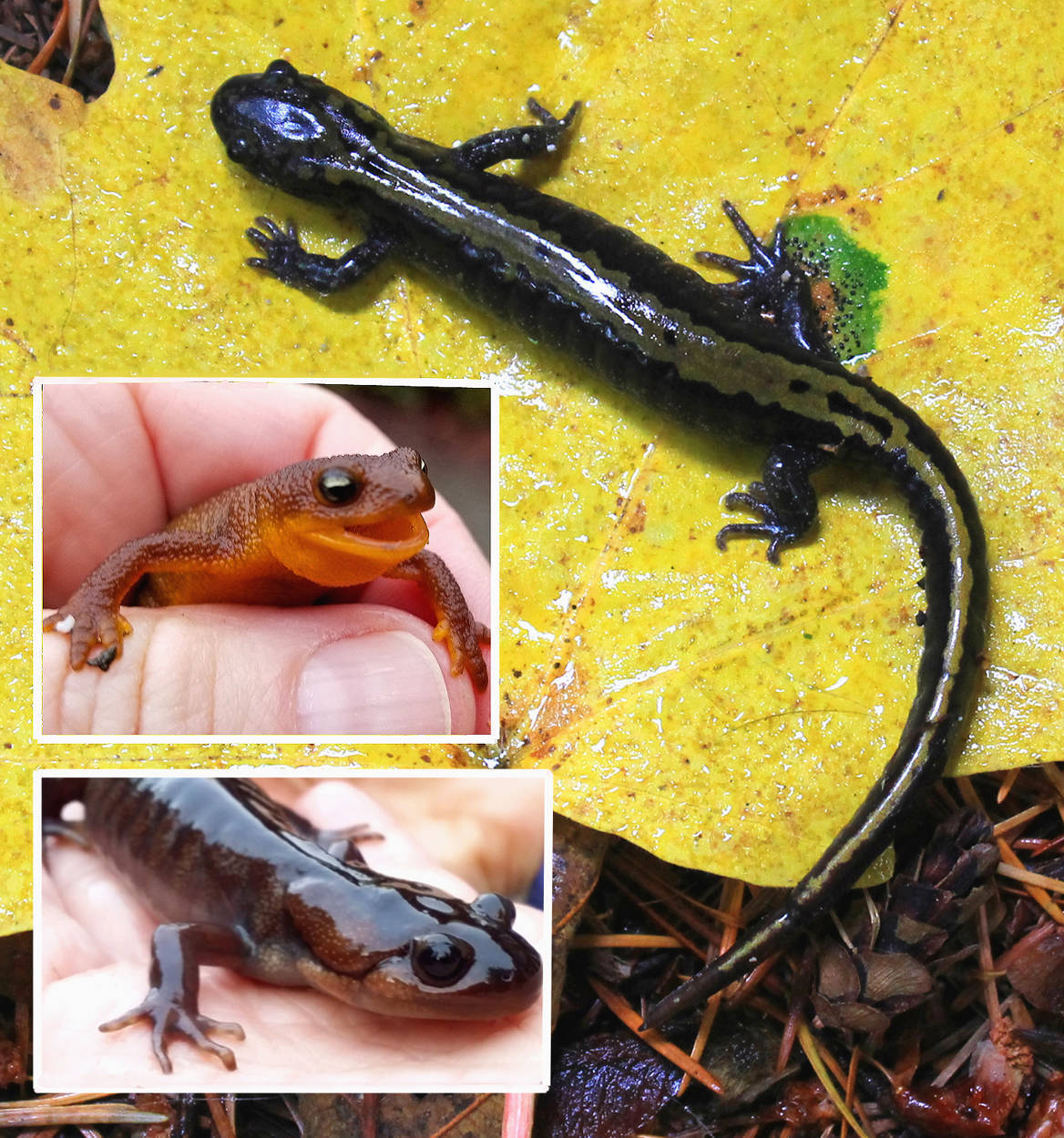 Salamanders: Tiny Creatures With A Big Impact | Kitsap, Naturally