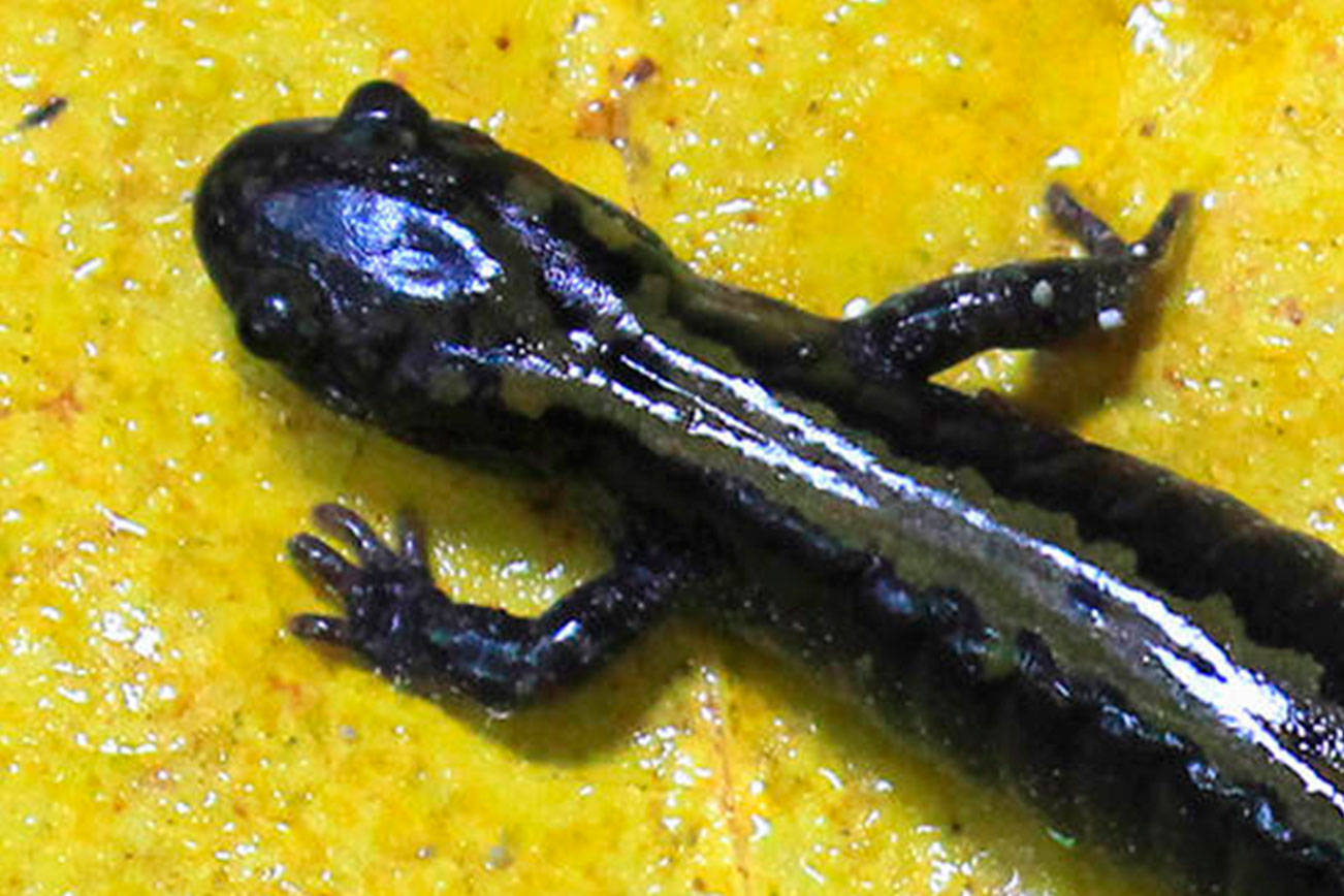 Salamanders: Tiny Creatures With A Big Impact | Kitsap, Naturally