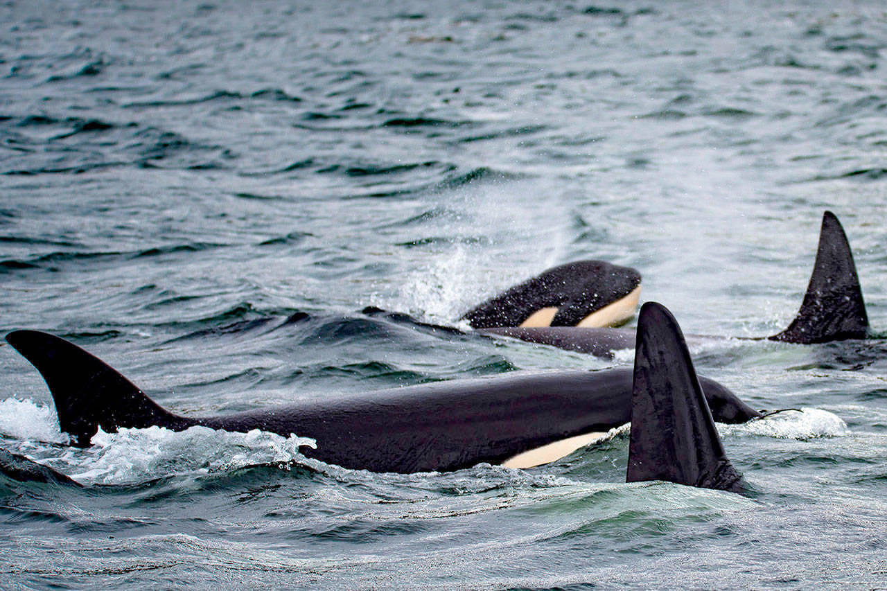 The PUGET SOS Act legislation, sponsored by Reps. Derek Kilmer and Denny Heck, would coordinate efforts to save endangered species in Puget Sound like the southern resident orcas. (Peninsula Daily News photo)