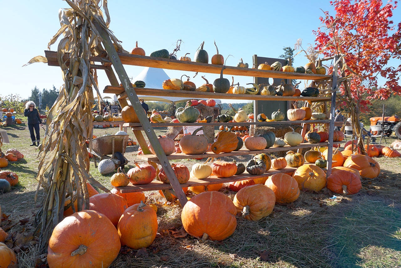 Picking pumpkins, changing faces: Snapshots of the year’s spookiest holiday on Bainbridge Island | Photo gallery