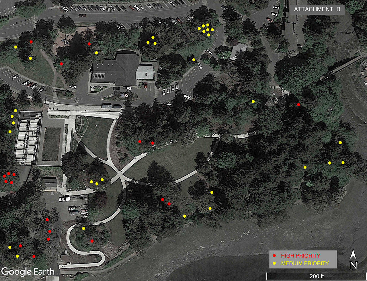 This overview photograph shows trees that have been identified as high priority (in red) “for an intervention,” according to the city, and medium priority (medium priority) trees. (Image courtesy of the city of Bainbridge Island)