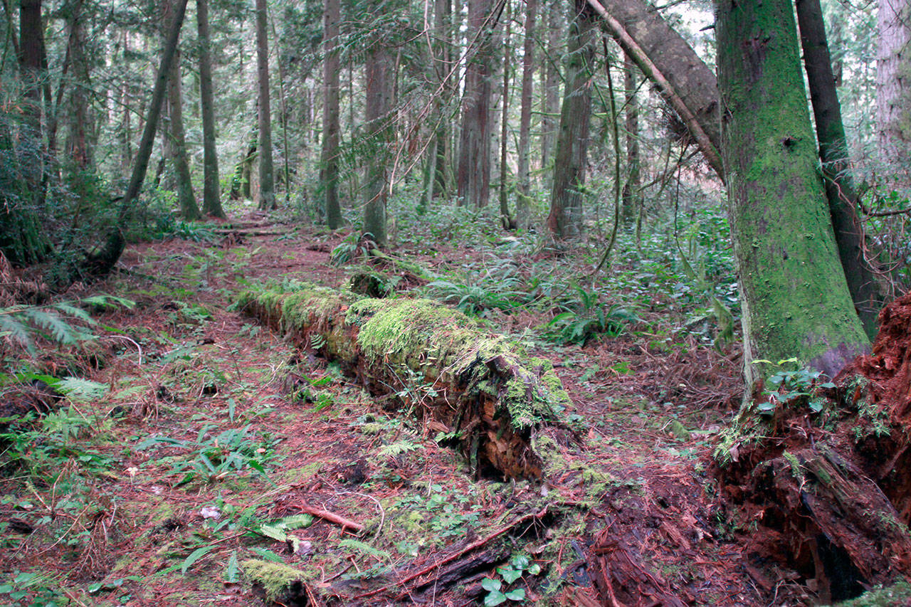 Luciano Marano | Bainbridge Island Review - A section of the more wooded part of the Springbrook Creek Preserve, latest acquisition of the Bainbridge Island Land Trust’s “Stand for the Land” campaign.