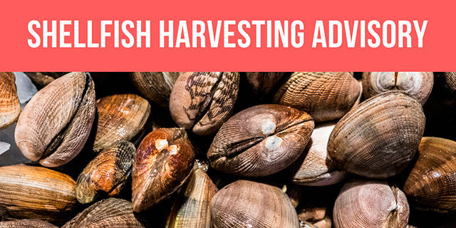 Shellfish harvesting banned near Agate Pass Bridge, west shoreline of Bainbridge Island
