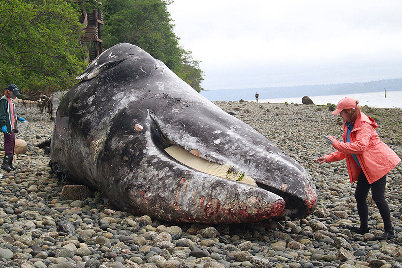 Whale washes ashore at Manitou Beach, fifth on Washington coast this year