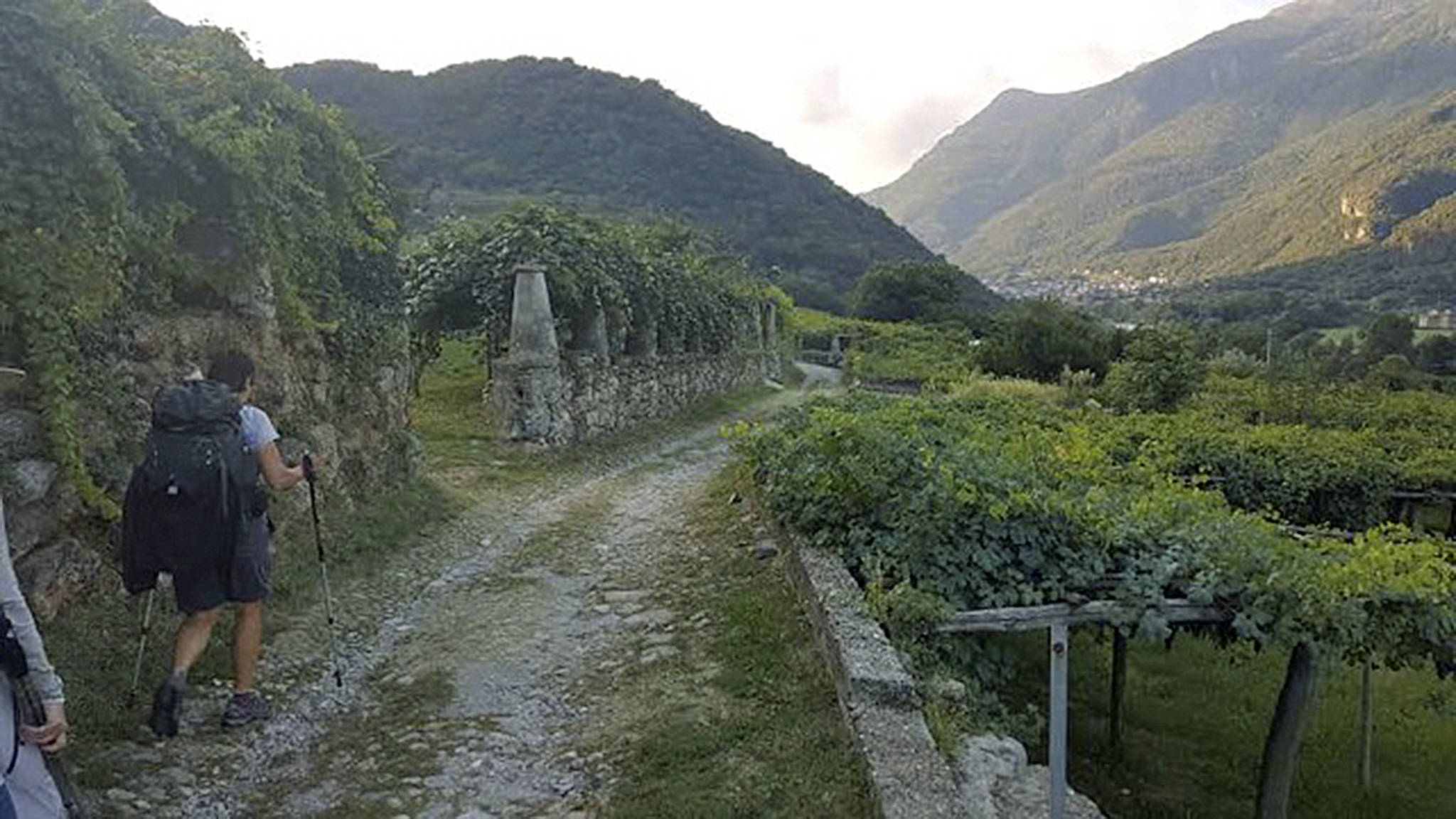 Carla Mackey photo | Pilgrims walk through a vineyard in northern Italy.                                 Carla Mackey photo | Pilgrims walk through a vineyard in northern Italy.