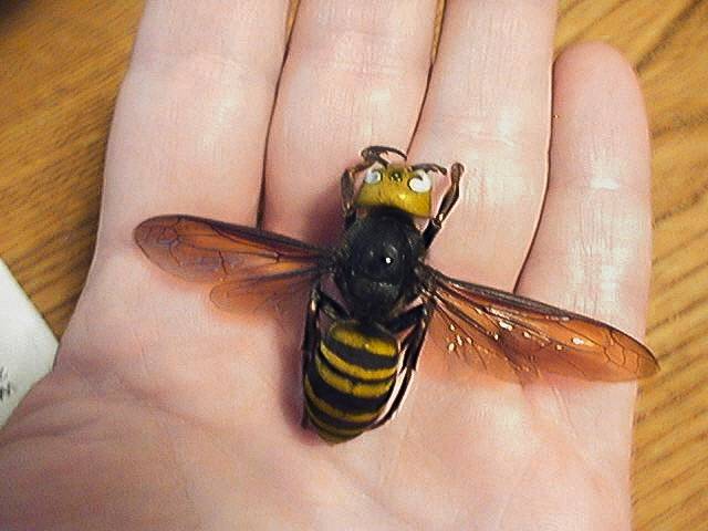 Public asked to report sightings of Asian giant hornets this summer