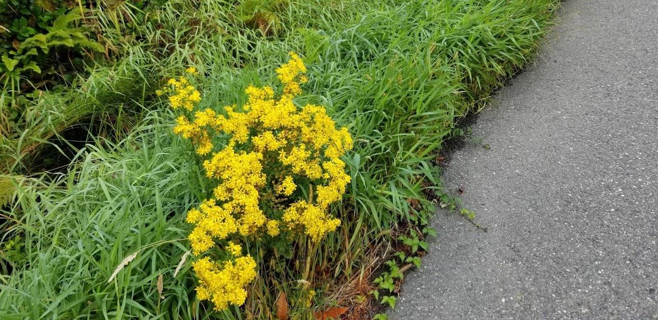 County to manage roadside noxious weeds next week