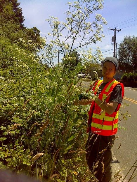 County to manage roadside noxious weeds next week